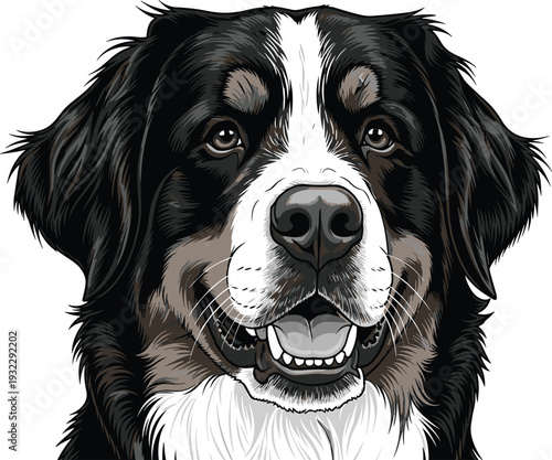 Bernese Mountain Dog face portrait illustration, detailed pet head vector isolated on white background for animal, pet, and canine design use