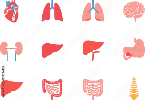 Stylized flat vector illustrations of human internal organs heart, lungs, brain, liver, kidneys, stomach, and intestines for anatomy and medical education