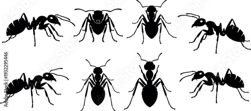 Black silhouette set of ants, various worker ant positions, crawling insects, pest control icons isolated on white background for nature design