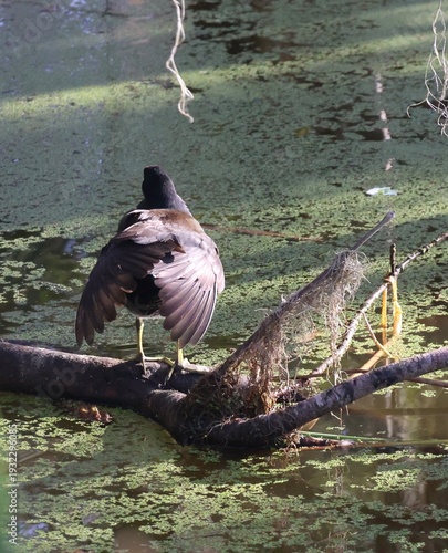 Common Gallinule spreading its wings standing on a branch in the water