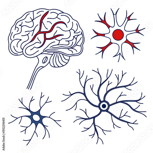 Human brain anatomy and neuron cell structure collection with nerve fibers and synapses linear icons for medical and science vector illustration set