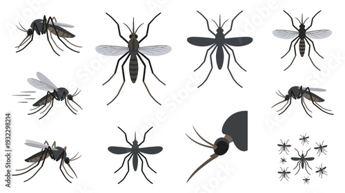 Collection of detailed illustrations of various mosquitoes in different poses and close-ups, highlighting their anatomy and flight.