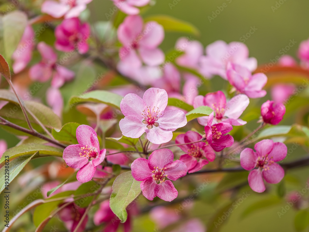 Obraz premium Fresh pink flowers of a blossoming apple tree with blured background