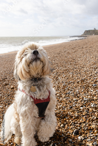 Obraz na plátne Tibetan terrier sitting on pebble beach with ocean background coastal pet lifest
