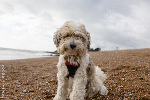 Foto Tibetan terrier sitting on pebble beach outdoors natural light