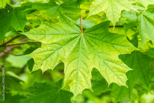 Spring branches of maple tree with fresh green leaves. Acer saccharinum, silver maple