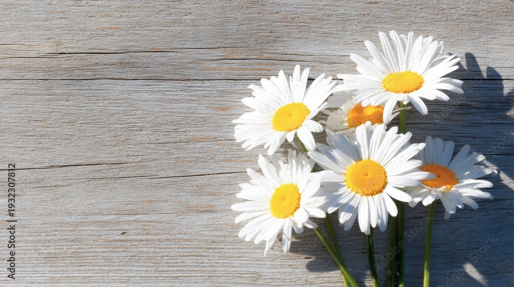 Obraz premium Daisies arranged on a wooden surface showing sunlight during the day