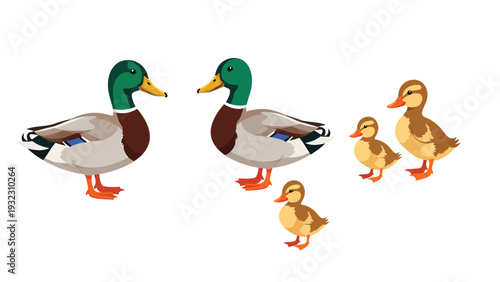 Cute Mallard Duck Family Illustration: Two Adult Drakes and Three Adorable Ducklings, Vector Cartoon on White Background.