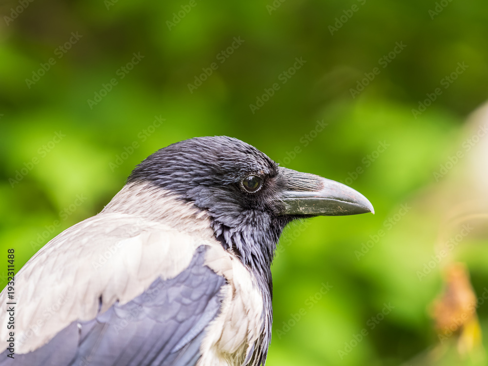Obraz premium Hooded crow, corvus cornix, standing on the lawn in the spring or summer