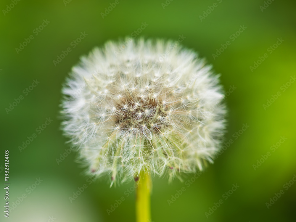 Fototapeta premium Blowball of Taraxacum plant on long stem. Blowing dandelion clock of white seeds on blurry green background of summer meadow.