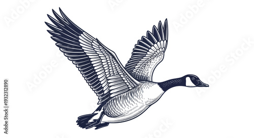 Canadian Goose Flying with Wings Spread Open