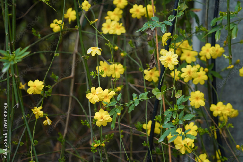 Fototapeta premium Yellow bloom of a winter jasmine bush.