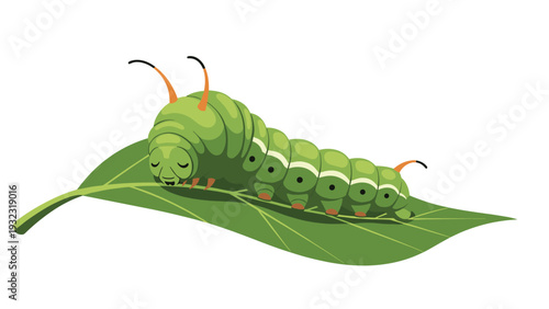 Large green caterpillar with black spots and orange horns resting and eating on a green leaf on white background.