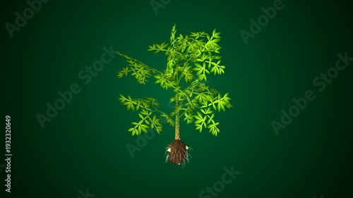 Amorphophallus plant structure anatomy. 3d render 