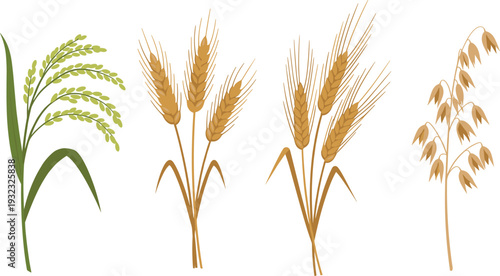Minimalist Botanical Grain Vector Illustration Set Featuring Rice, Wheat, and Oat Stalks for Agricultural Branding, Organic Food Logos, and Natural Farm Products