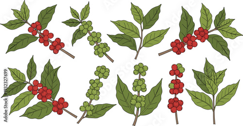 Hand Drawn Coffee Branch Vector Set Featuring Ripe Red and Green Arabica Beans with Leaves for Organic Cafe Branding and Product Packaging Design