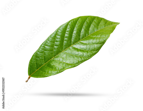 Green cocoa leaf on transparent background.