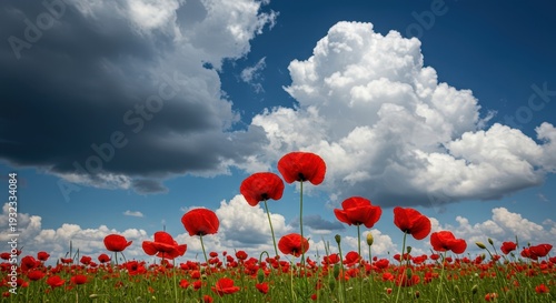 Brilliant red poppy field flowers reaching toward a dramatic dynamic blue sky background filled with white puffy clouds overhead, serene, petal, sky