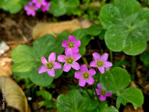 Flower of pink sorrel (Oxalis debilis), also known as pink woodsorrel, featuring delicate pink petals with a yellow center.