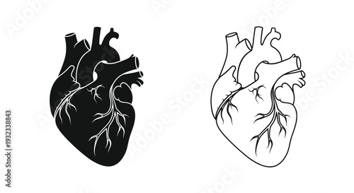 Anatomical heart illustration in contrasting black and white designs