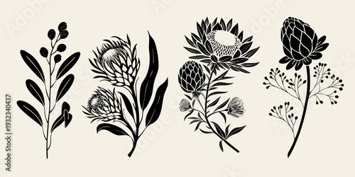 Elegant botanical illustration featuring protea and other native australian flora
