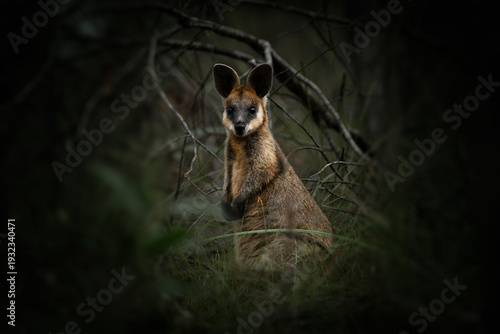 Fotografía Swamp Wallaby or Wallabia bicolor found in the bush at Downfall Creek Bushland in Brisbane, Queensland