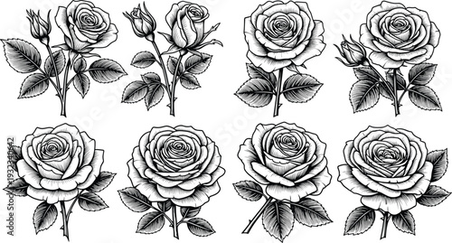 Black and white rose illustrations with detailed petals, buds, stems, and leaves, showcasing botanical accuracy, artistic style, and floral design
