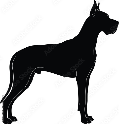 Great Dane dog silhouette standing in profile view facing right, detailed vector illustration highlighting muscular build, upright ears, long tail, domestic pet anatomy design concept