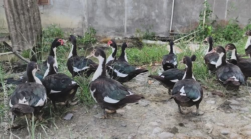 A flock of ducks gathered outdoors on a dirt path. 