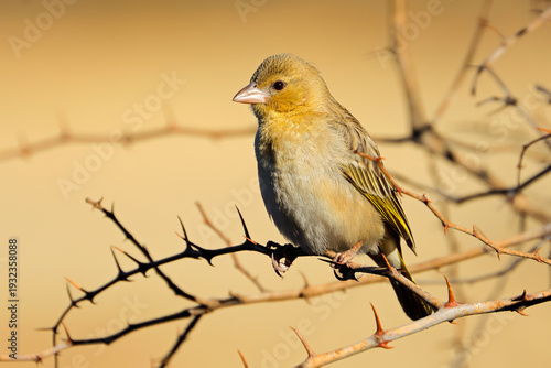 Fotografija A female southern masked weaver (Ploceus velatus) perched on a branch, South Afr