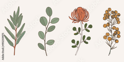 Botanical illustration featuring eucalyptus protea and various foliage