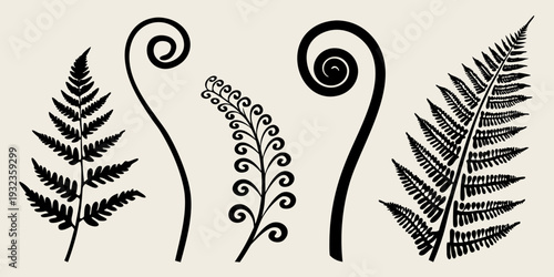 Three stylized fern fronds in a minimalist black and white design