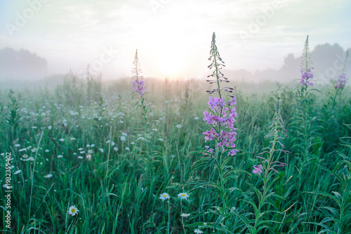Photos Ivan Tea at Dawn: Misty Sunrise over a Meadow of Narrow-Leaved Fireweed
