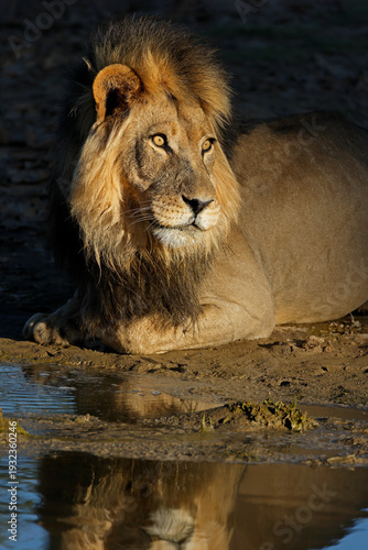 Portrait of a big male African lion (Panthera leo) at a waterhole, Kalahari desert, South Africa