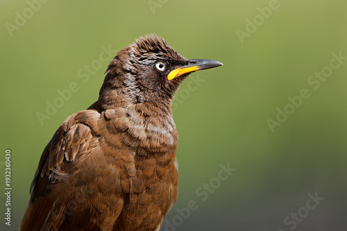 Close-up portrait of a pied starling (Lamprotornis bicolor), South Africa