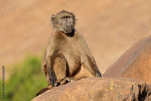 A young chacma baboon (Papio ursinus) sitting on a rock, South Africa