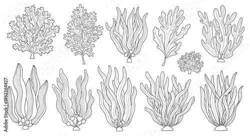 Collection of diverse underwater plants and seaweed species presented in detailed black and white line art, ideal for marine biology studies.