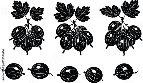 Gooseberry fruit vector illustration, black and white botanical drawing, berry clusters with leaves, detailed line art design, natural food plant symbol