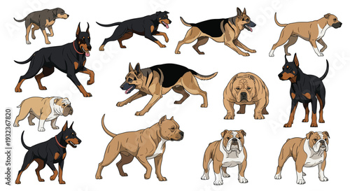 Powerful dog breeds including dobermans, german shepherds, pit bulls, and bulldogs shown in standing and running athletic poses for canine lovers.