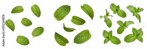 Schilderij op canvas Ultimate Herb and Botanical Megaset - Organic Mint, Baby Kale, Spinach, Romaine,