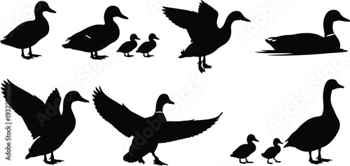 Collection of black duck and duckling silhouettes in various poses including flying, swimming, walking, and standing, ideal for wildlife, nature, and design projects