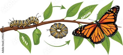 Monarch Butterfly Life Cycle Illustration with Caterpillar, Chrysalis, and Adult Butterfly on Green Leaves for Nature Education