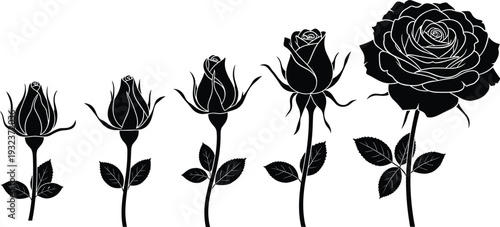 Black rose growth stages silhouette vector illustration showing blooming progression from bud to full flower isolated on white background