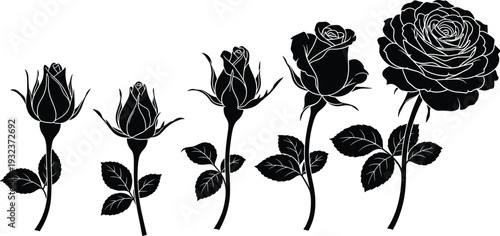 Black rose life cycle illustration showing blooming stages from bud to full flower silhouette isolated on white background vector