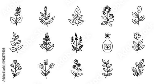 Set of 15 Hand Drawn Herbs and Flowers Vector Icons