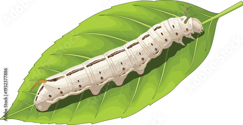 Silkworm caterpillar crawling on a green mulberry leaf, white larva insect illustration for silk production industry, nature vector isolated graphic.