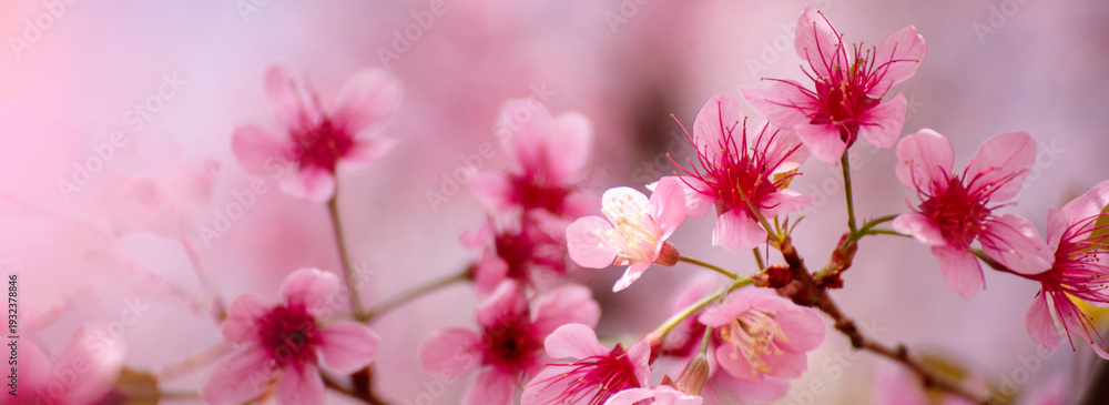Naklejka premium Banner Pink sweet Pastel flower floral soft nature blossom blurred background. Romance pinky plum botanical bloom spring season. Panorama Blurry Cherry blossom petals garden with copy space
