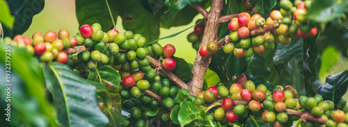 Photos Banner ripe red coffee plant farm woman Hands harvest raw coffee beans