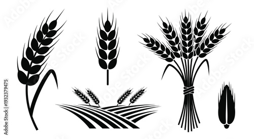 Black and white illustration of wheat stalks grain and a field