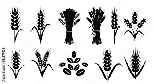 Black silhouettes of wheat sheaves and grains on a white background